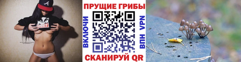 Купить  Рошаль  Псилоцибиновые грибы мицелий 